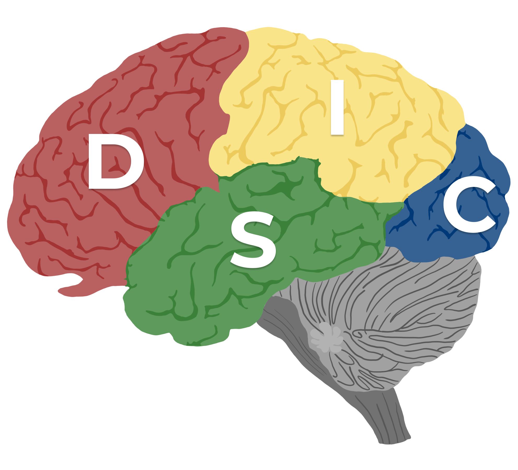 brain-disc