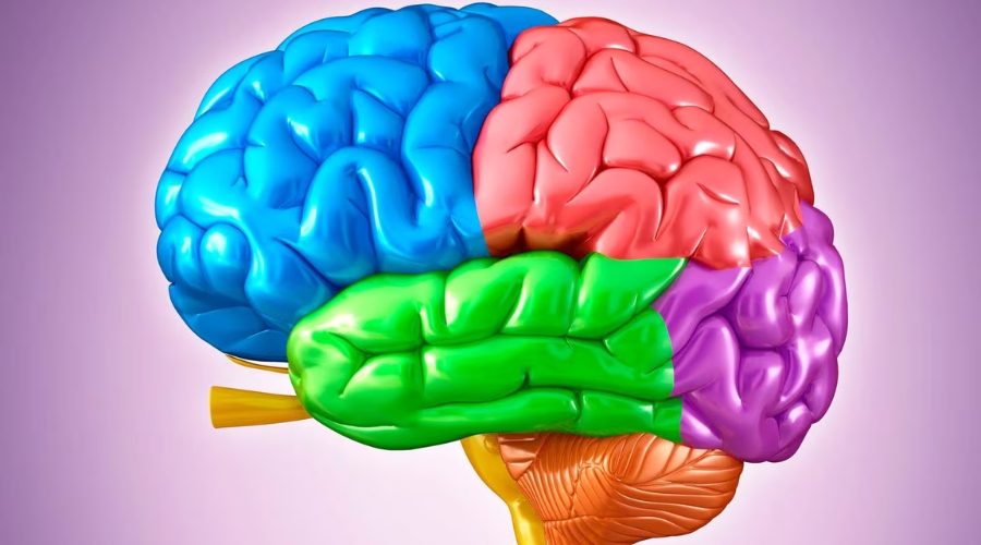 Tìm hiểu ngay bán cầu não phải là gì