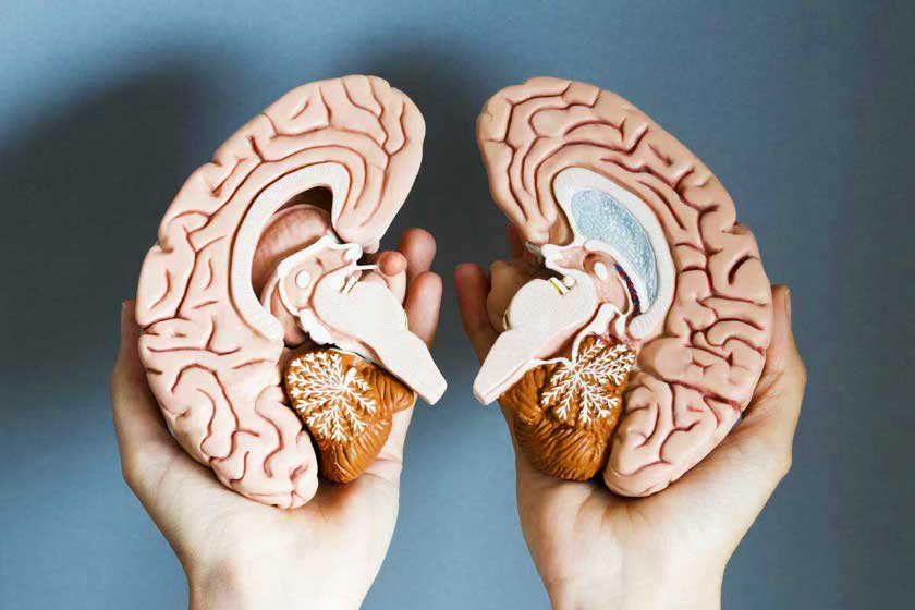 Sự Thật Khoa Học Về Não Trái Và Não Phải 