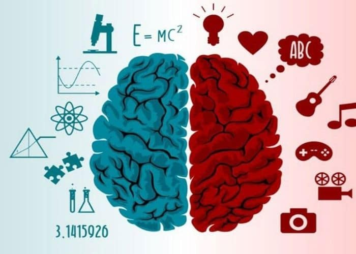 Để phát triển toàn diện não bộ, cần cân bằng các hoạt động kích thích cả não trái) và não phải